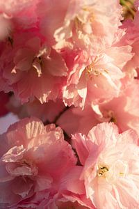 Fleur de rose