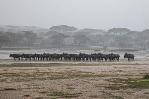 Gnus im Regen