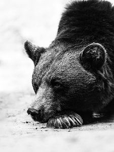 Fauler Bär