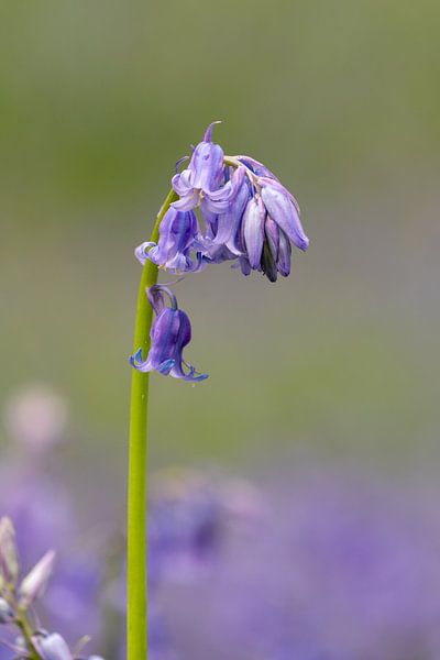 Les jacinthes des bois sont en fleurs. par Marcel Derweduwen