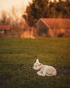 Lamm auf der Wiese von Mayra Fotografie