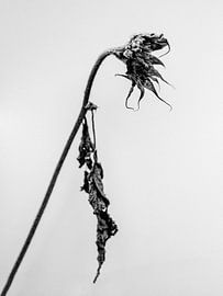 Amid the Flowers 3 by Teis Albers