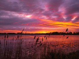 Avondrood in de Biesbosch van Willemijn Wolthaus