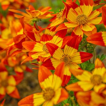 Bidens Ferulifolia Blazing Glory - tweetandig van Mixed media vector arts