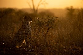 Cheetah at sunset by Andius Teijgeler