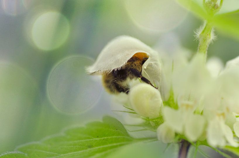 Hummel in Blüte von Corinne Welp