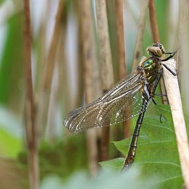 Libellule fauve sur Matthias Brix