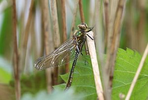Falkenlibelle