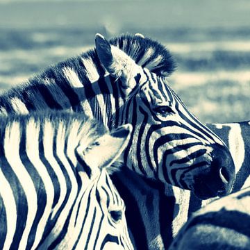 Twee zebra's in het zonlicht van Werner Lehmann