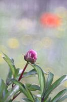 Peony in the button