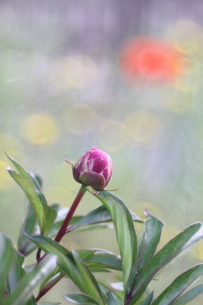 Peony in the button by Jeroen de Vries