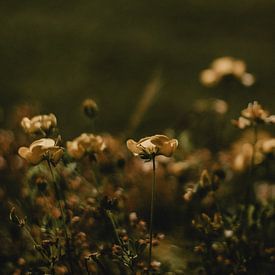 Goldene Blume von Naturel Fotografie