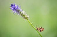 De vlinder en de bloem van Judith Borremans thumbnail
