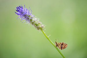 Le papillon et la fleur sur Judith Borremans