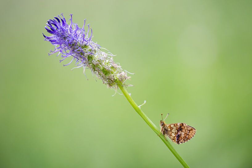 Der Schmetterling und die Blume von Judith Borremans