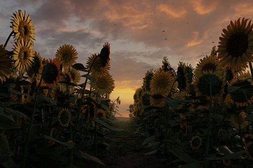 Veld met rechtopstaande zonnebloemen bij zonsondergang van Besa Art