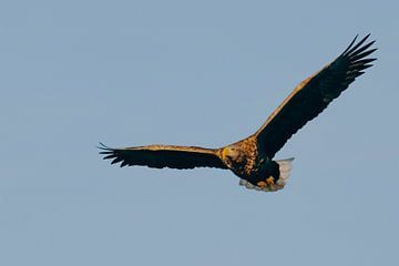 Aigle à queue blanche ou aigle de mer chassant dans le ciel sur Sjoerd van der Wal Photographie