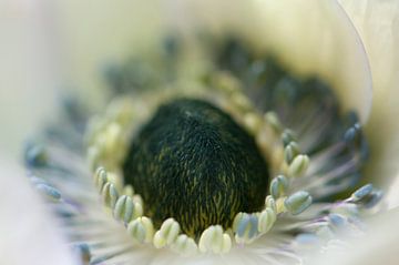 Detail einer Anemone von Margot van den Berg