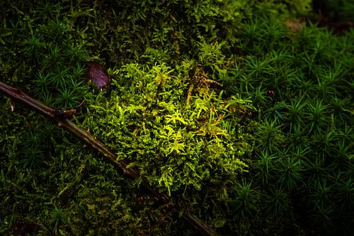 Golden moss