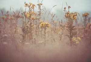 Blumen Teil 166