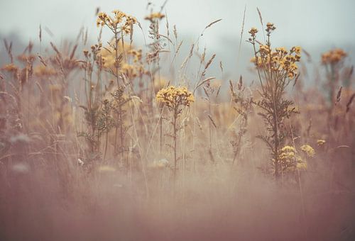flowers part 166