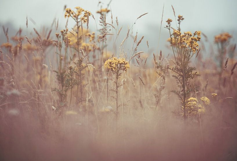flowers part 166 by Tania Perneel