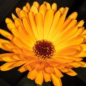 Souci des jardins - Calendula officinalis sur Rob Fontein