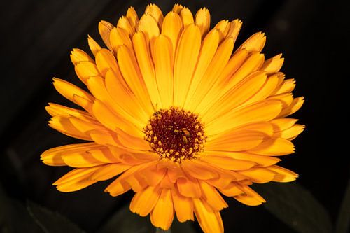 Garten-Ringelblume - Calendula officinalis