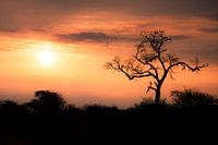 Afrikaanse zonsondergang