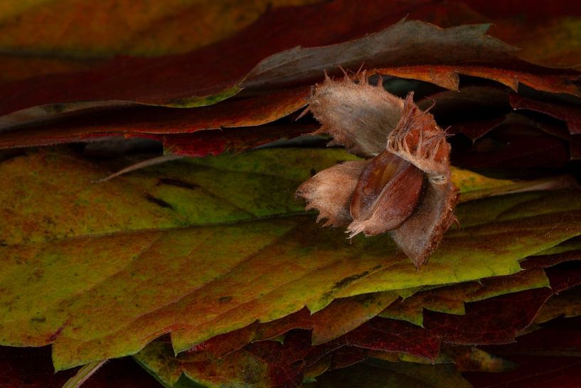 Autumn beechnut by Klaartje Majoor