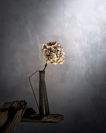 Hydrangea in grey by Hille Monster