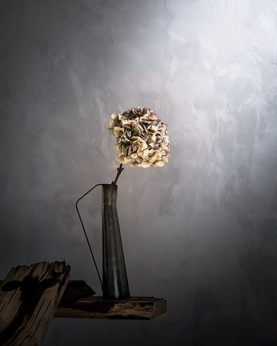 Stilleven Hortensia in grey