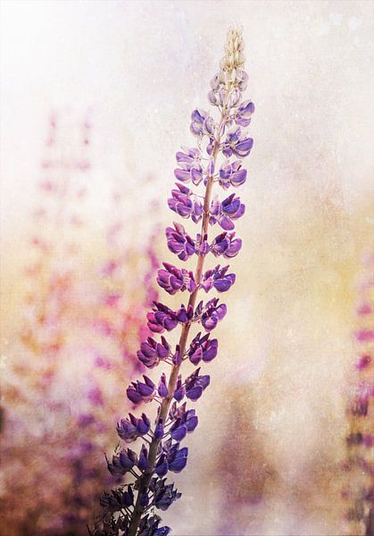 Roze Lupinen in het wild van Maneschijn FOTO