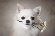 Chihuahua with flowers, Lienjp  by 1x thumbnail