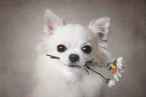 Chihuahua met bloemen, Lienjp  van 1x