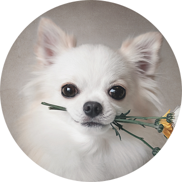 Chihuahua met bloemen, Lienjp  van 1x