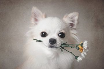 Chihuahua avec des fleurs, Lienjp  sur 1x