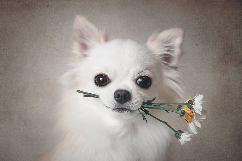 Chihuahua avec des fleurs, Lienjp  par 1x