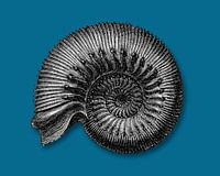 Ammonite fossil