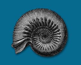 Ammonite fossil by Peter Hermus