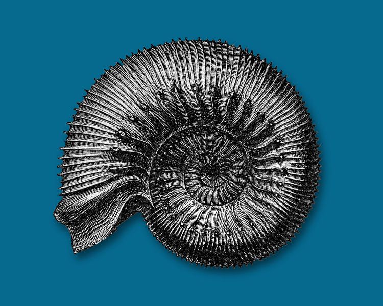 Ammonit fossil von Peter Hermus