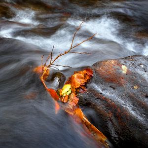 Herbstfarben Auvergne 10