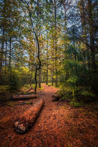 Herfstbos