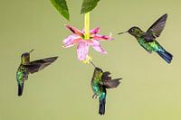 Colibri Talamanca au Costa Rica
