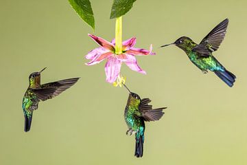 Kolibrie Talamanca in Costa Rica van Rob Kempers