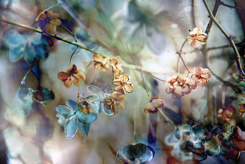 automne