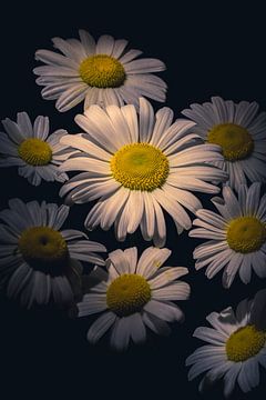 The Daisy's by Ernesto Schats
