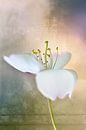 Frühlingsblüte und Figuren von Ingrid Van Damme fotografie Miniaturansicht