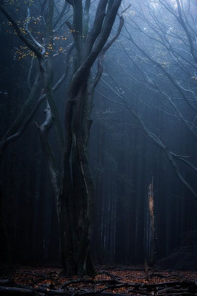Forest photography &quot;orym&quot; by Björn van den Berg