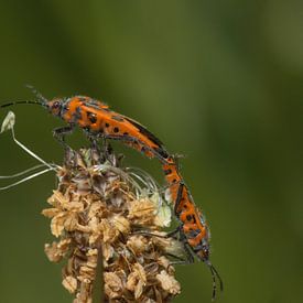 Vast aan elkaar van JacQ
